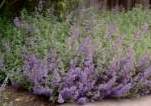 Catnip, Fassen's (Cat Mint)