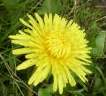 Dandelion, Wild