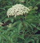 Elderberry America