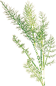 Fennel