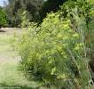 Fennel, Sweet